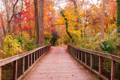 Beautiful wooden pathway going the breathtaking colorful trees in a forest